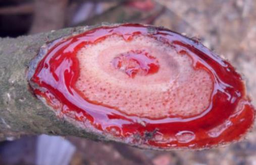 鸡血藤有哪些作用？长期佩戴鸡血藤有什么好处？