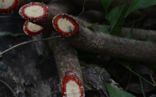 鸡血藤有哪些作用？长期佩戴鸡血藤有什么好处？