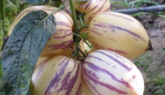 人参果有哪些作用？孕妇可以吃人参果吗？