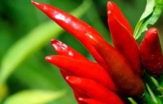 吃辣有什么好处？吃辣需要注意什么！