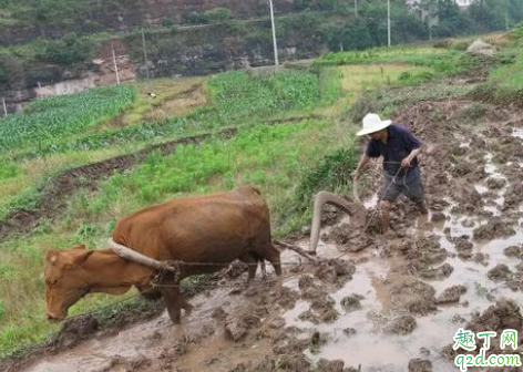 龙不抬头天不下雨什么意思 二月二龙抬头下雨有什么说法