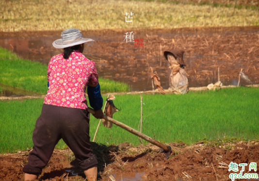 芒种是什么时间2020 2020芒种第九天是什么时候