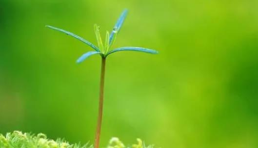 怎么预防春季过敏？春季过敏怎么办（春季过敏护理知识）