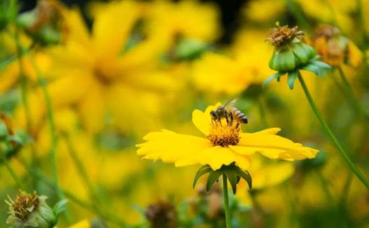 怎么预防春季过敏？春季过敏怎么办（春季过敏护理知识）