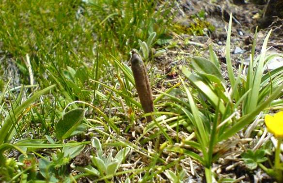 什么是冬虫夏草？冬虫夏草的功效与作用