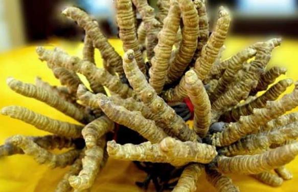 什么是冬虫夏草？冬虫夏草的功效与作用