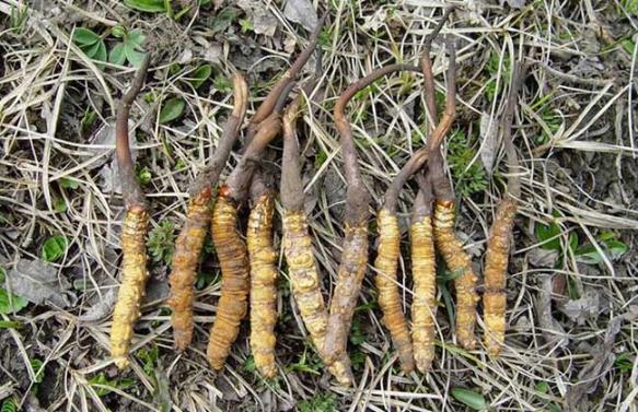 什么是冬虫夏草？冬虫夏草的功效与作用