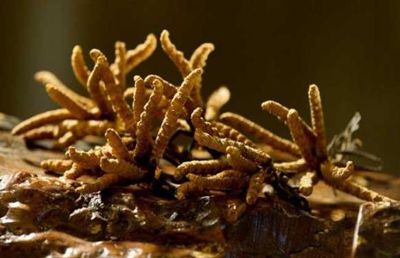 什么是冬虫夏草？冬虫夏草的功效与作用