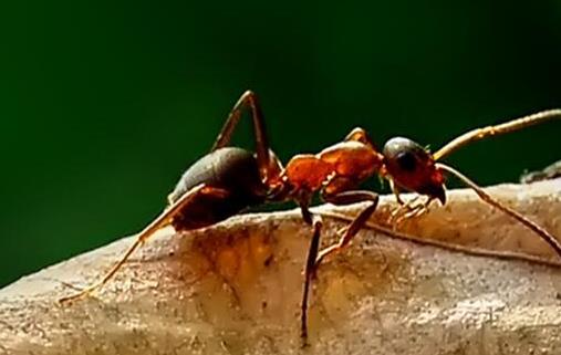 2021年我国红火蚁入侵了哪些省份？如何防治红火蚁？