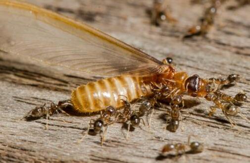 2021年我国红火蚁入侵了哪些省份？如何防治红火蚁？