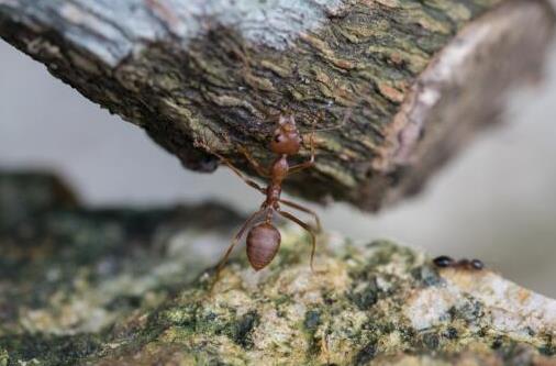 2021年我国红火蚁入侵了哪些省份？如何防治红火蚁？