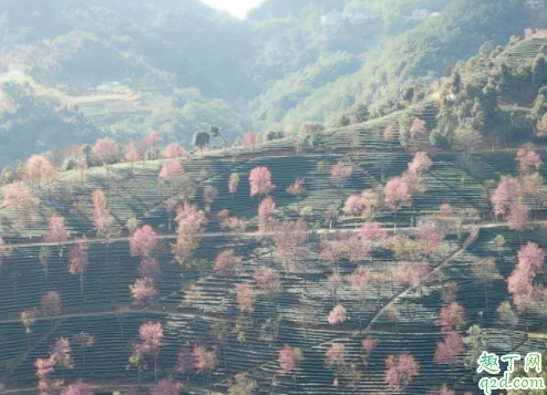 无量山樱花谷门票多少 云南无量山的樱花什么时候开