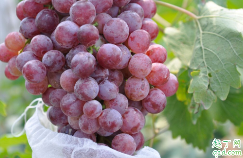 怀孕什么时候吃葡萄是最佳时期 怀孕吃葡萄宝宝眼睛会明亮吗