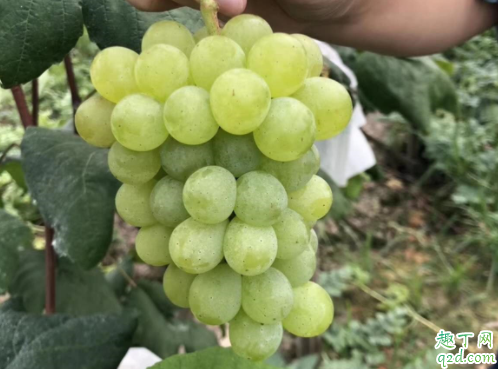 怀孕什么时候吃葡萄是最佳时期 怀孕吃葡萄宝宝眼睛会明亮吗