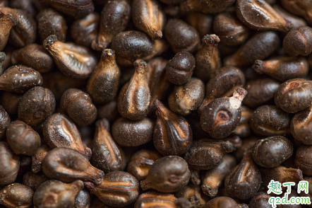 葡萄籽长期使用对身体有害吗 食用葡萄籽的禁忌有哪些