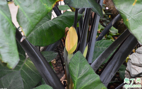 海芋怎么养长得好 养海芋哪些事项是要注意的