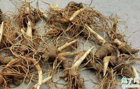 重楼好养活吗 种植重楼需注意哪些事项