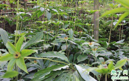 重楼好养活吗 种植重楼需注意哪些事项