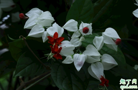 龙吐珠只开花一次吗龙吐珠怎么养花开的旺盛