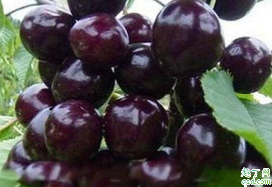 黑珍珠樱桃可以靠种子进行繁殖吗 黑珍珠樱桃种植要注意什么