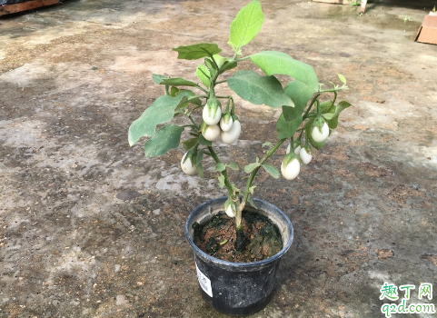 百香果可以盆栽吗 百香果啥时候种植成活率高