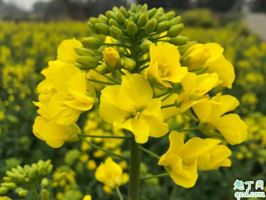 油菜可以打尖吗 油菜什么时候打尖最好