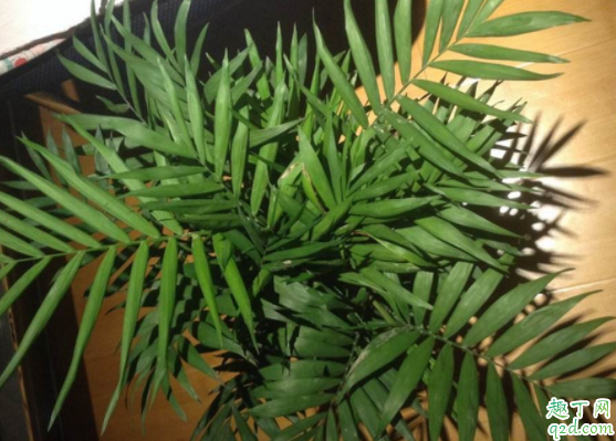 散尾竹和散尾葵是一种植物吗 种散尾葵一般用什么土