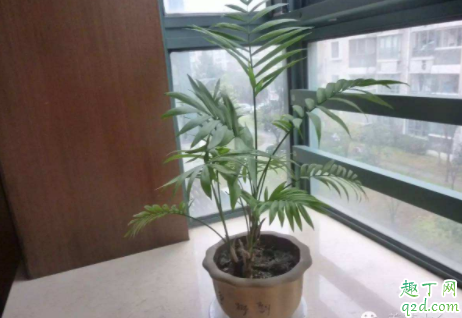散尾葵上面有白点是有虫子了吗 散尾葵根部发黑怎么办