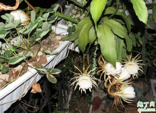 盆栽昙花怎么栽培 刚买来的昙花苗应该怎么种