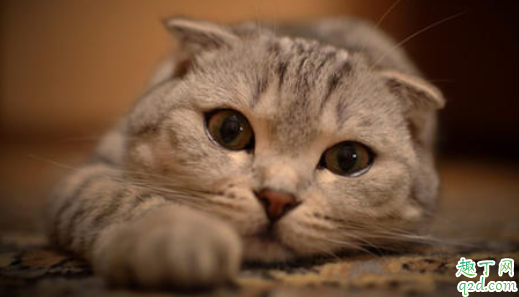 猫咪晚上不睡觉一直很兴奋怎么办 猫咪总是睡觉怎么回事