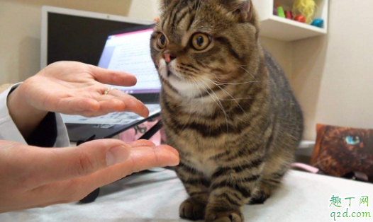 猫咪晚上不睡觉一直很兴奋怎么办 猫咪总是睡觉怎么回事