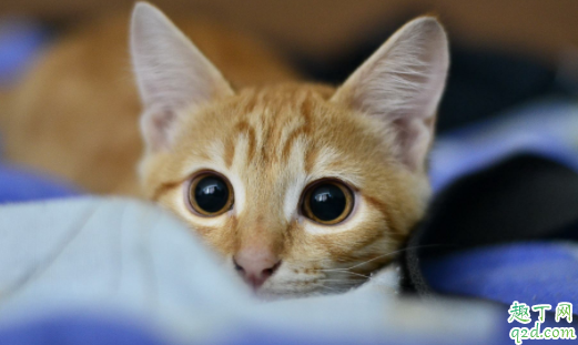 猫咪晚上不睡觉一直很兴奋怎么办 猫咪总是睡觉怎么回事