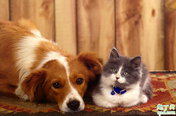 猫狗会传染新型冠状病毒吗 武汉肺炎还能养宠物吗