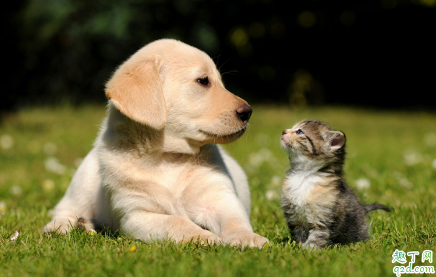猫狗会传染新型冠状病毒吗 武汉肺炎还能养宠物吗