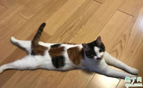 猫咪疱疹病毒是什么引起的 猫咪有疱疹病毒眼睛会有什么症状