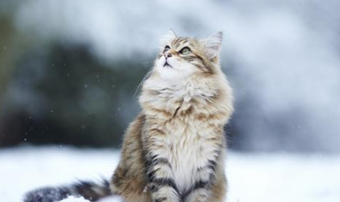 猫咪疱疹病毒是什么引起的 猫咪有疱疹病毒眼睛会有什么症状