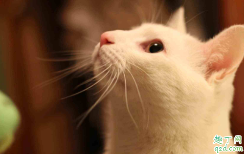 猫咪疱疹病毒是什么引起的 猫咪有疱疹病毒眼睛会有什么症状