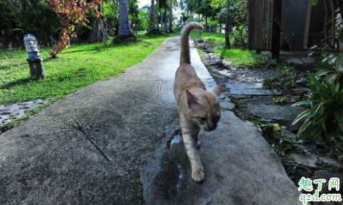 猫咪疱疹病毒是什么引起的 猫咪有疱疹病毒眼睛会有什么症状