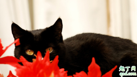 猫咪疱疹病毒会传染给别的猫吗 猫咪疱疹会传染给人吗