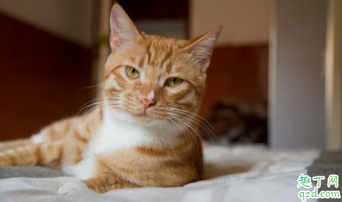 猫咪疱疹病毒会传染给别的猫吗 猫咪疱疹会传染给人吗