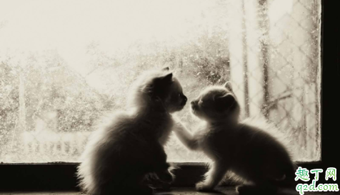 猫咪疱疹病毒会传染给别的猫吗 猫咪疱疹会传染给人吗