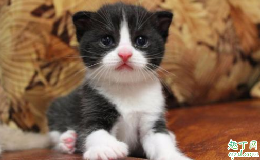 猫疱疹病毒怎么检查 猫疱疹最快治疗几天能好
