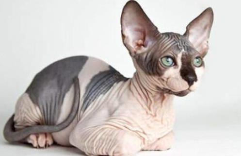 世界十大名贵猫排行，草原猫是最大的猫，泰国御猫招来财富