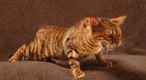 世界十大名贵猫排行，草原猫是最大的猫，泰国御猫招来财富