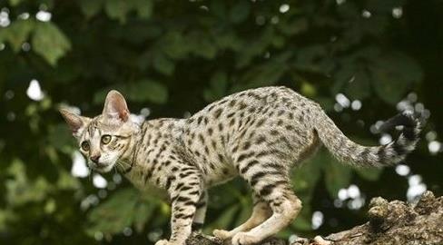 世界十大名贵猫排行，草原猫是最大的猫，泰国御猫招来财富
