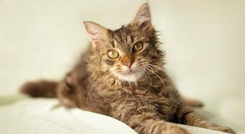 世界十大名贵猫排行，草原猫是最大的猫，泰国御猫招来财富