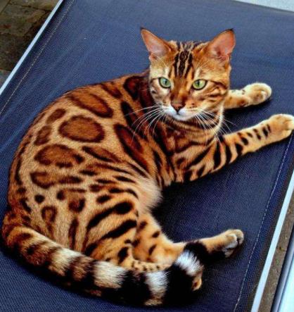 世界十大名贵猫排行，草原猫是最大的猫，泰国御猫招来财富