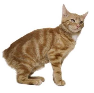 世界十大名贵猫排行，草原猫是最大的猫，泰国御猫招来财富