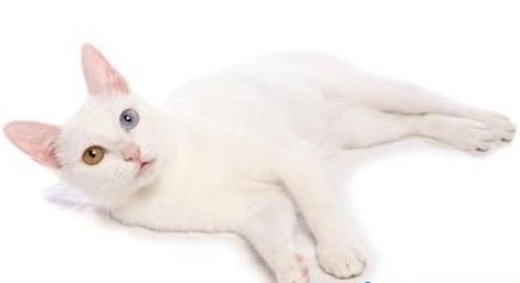 世界十大名贵猫排行，草原猫是最大的猫，泰国御猫招来财富