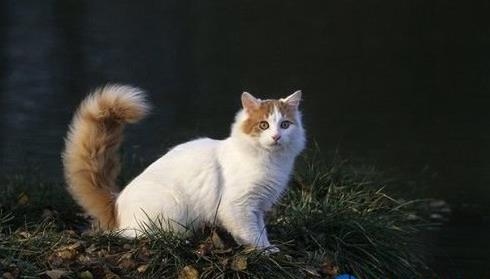 世界十大名贵猫排行，草原猫是最大的猫，泰国御猫招来财富